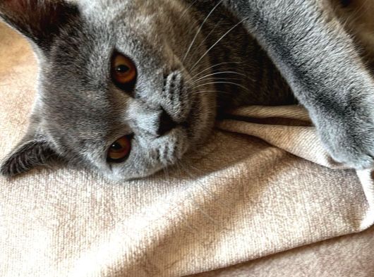 6 Aylık Erkek British Shorthair görsel