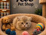 Mükemmel A Kalite British Shorthair Yavrularımız