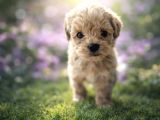 FB1 poodle ayarinda efsane maltipoo