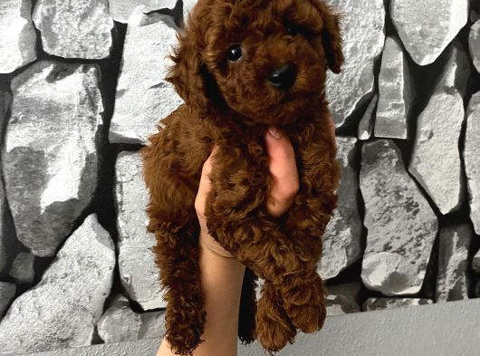 Çiş Eğitimli Poodle Yavrum görsel