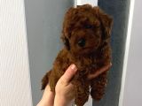Red brown Toy Poodle Yavrum