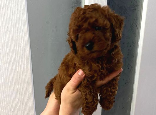 Red Brown Toy Poodle Yavrum