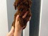 Red Brown Toy Poodle Yavrum