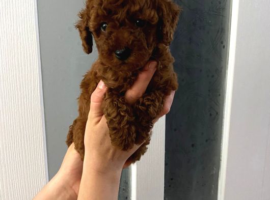 Red Brown Toy Poodle Yavrum görsel