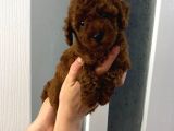 Red Brown Toy Poodle Yavrum