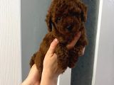 Red Brown Toy Poodle Yavrum