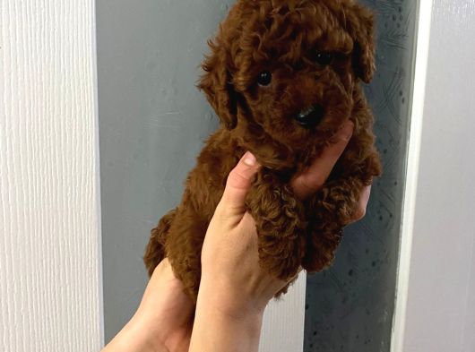 Red Brown Toy Poodle Yavrum görsel