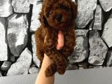 Çiş eğitimli poodle yavrum