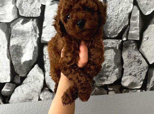 Çiş Eğitimli Poodle Yavrum