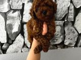 Çiş Eğitimli Poodle Yavrum