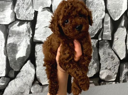 Çiş Eğitimli Poodle Yavrum görsel