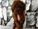 Çiş Eğitimli Poodle Yavrum