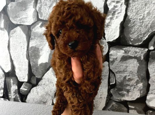Çiş Eğitimli Poodle Yavrum görsel