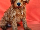 Poodle Dediğin Böyle Olur 40 Takla Atmaya Gerek Yok