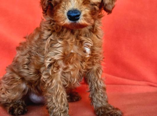Poodle Dediğin Böyle Olur 40 Takla Atmaya Gerek Yok görsel