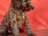 Poodle Dediğin Böyle Olur 40 Takla Atmaya Gerek Yok