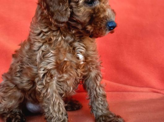 Poodle Dediğin Böyle Olur 40 Takla Atmaya Gerek Yok görsel