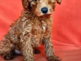 Poodle Dediğin Böyle Olur 40 Takla Atmaya Gerek Yok