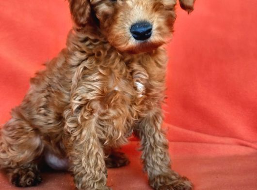 Poodle Dediğin Böyle Olur 40 Takla Atmaya Gerek Yok görsel
