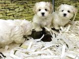 Bi̇ri̇nci̇ Sinif Malti̇poo Yavrularimiz Gelmi̇şti̇r
