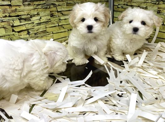 Bi̇ri̇nci̇ Sinif Malti̇poo Yavrularimiz Gelmi̇şti̇r görsel