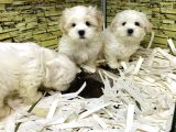 Bi̇ri̇nci̇ Sinif Malti̇poo Yavrularimiz Gelmi̇şti̇r