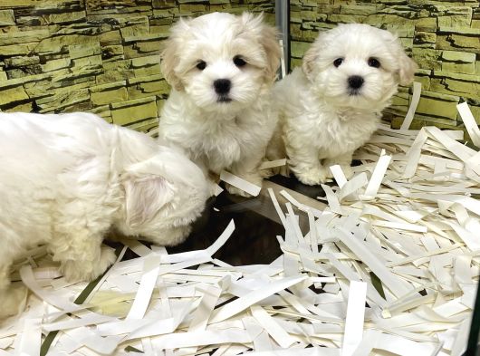 Bi̇ri̇nci̇ Sinif Malti̇poo Yavrularimiz Gelmi̇şti̇r görsel