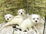 Bi̇ri̇nci̇ Sinif Malti̇poo Yavrularimiz Gelmi̇şti̇r
