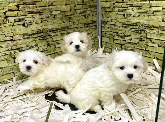 Bi̇ri̇nci̇ Sinif Malti̇poo Yavrularimiz Gelmi̇şti̇r görsel