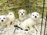 Bi̇ri̇nci̇ Sinif Malti̇poo Yavrularimiz Gelmi̇şti̇r