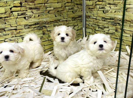 Bi̇ri̇nci̇ Sinif Malti̇poo Yavrularimiz Gelmi̇şti̇r görsel