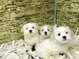 Bi̇ri̇nci̇ Sinif Malti̇poo Yavrularimiz Gelmi̇şti̇r