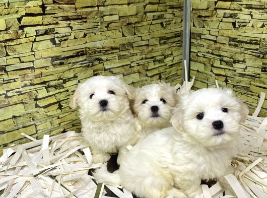 Bi̇ri̇nci̇ Sinif Malti̇poo Yavrularimiz Gelmi̇şti̇r görsel