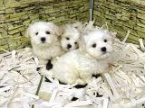 Bi̇ri̇nci̇ Sinif Malti̇poo Yavrularimiz Gelmi̇şti̇r