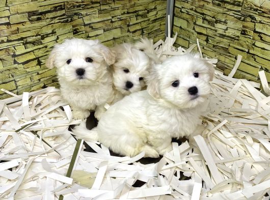 Bi̇ri̇nci̇ Sinif Malti̇poo Yavrularimiz Gelmi̇şti̇r görsel