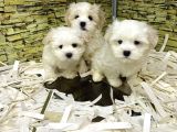 Bi̇ri̇nci̇ Sinif Malti̇poo Yavrularimiz Gelmi̇şti̇r