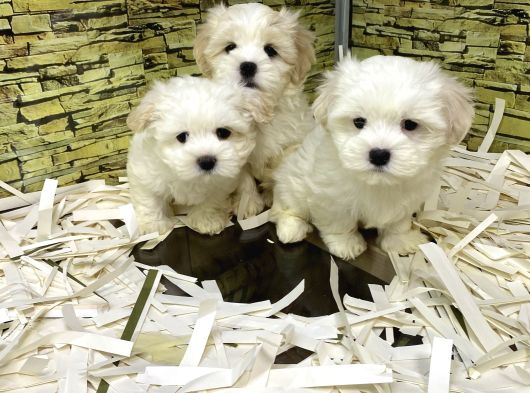 Bi̇ri̇nci̇ Sinif Malti̇poo Yavrularimiz Gelmi̇şti̇r görsel