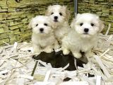 BİRİNCİ SINIF MALTİPOO YAVRULARIMIZ GELMİŞTİR
