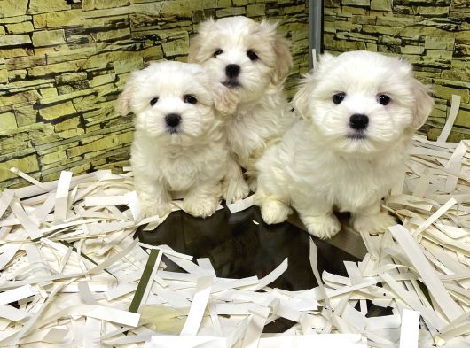 Bi̇ri̇nci̇ Sinif Malti̇poo Yavrularimiz Gelmi̇şti̇r