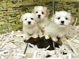 Bi̇ri̇nci̇ Sinif Malti̇poo Yavrularimiz Gelmi̇şti̇r