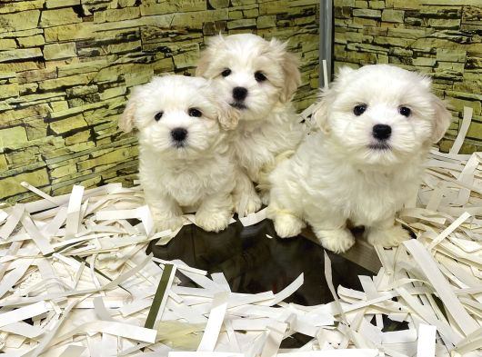 Bi̇ri̇nci̇ Sinif Malti̇poo Yavrularimiz Gelmi̇şti̇r görsel