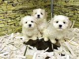 Bi̇ri̇nci̇ Sinif Malti̇poo Yavrularimiz Gelmi̇şti̇r
