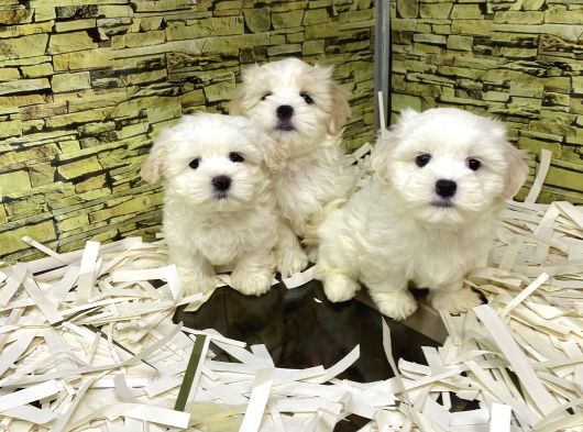 Bi̇ri̇nci̇ Sinif Malti̇poo Yavrularimiz Gelmi̇şti̇r görsel