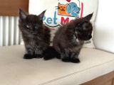 Anlarada Yasal Ruhsatlı Çiftlikden Sçr Li Maine Coon Yavrula