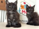 Anlarada Yasal Ruhsatlı Çiftlikden Sçr Li Maine Coon Yavrula