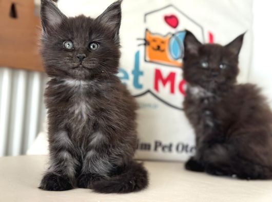 Anlarada Yasal Ruhsatlı Çiftlikden Sçr Li Maine Coon Yavrula görsel