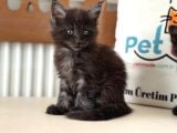 Anlarada Yasal Ruhsatlı Çiftlikden Sçr Li Maine Coon Yavrula