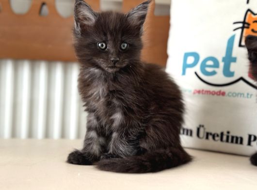 Anlarada Yasal Ruhsatlı Çiftlikden Sçr Li Maine Coon Yavrula görsel