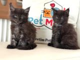 Anlarada Yasal Ruhsatlı Çiftlikden Sçr Li Maine Coon Yavrula