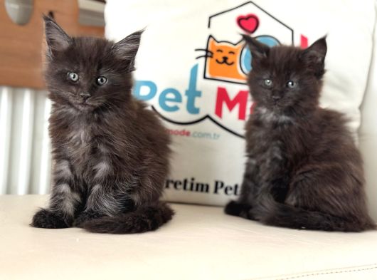 Anlarada Yasal Ruhsatlı Çiftlikden Sçr Li Maine Coon Yavrula görsel